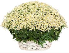 Цветочная композиция из Ромашки в корзине #REPLACE_PRED# Подлесной Слободе